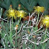 HEREROA (Mesembryanthemaceae)